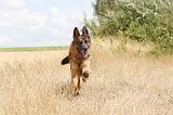 BERGER ALLEMAND 231